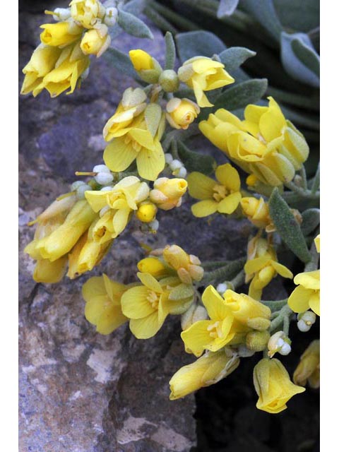 Physaria acutifolia (Sharpleaf twinpod) #63134