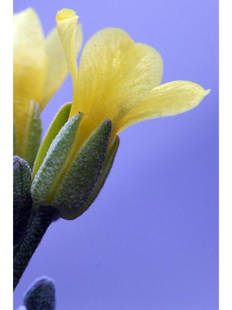 Physaria acutifolia (Sharpleaf twinpod) #63138
