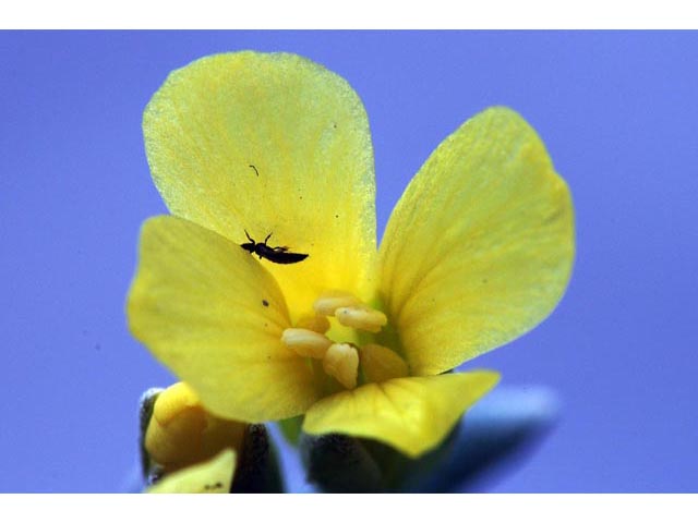 Physaria acutifolia (Sharpleaf twinpod) #63140