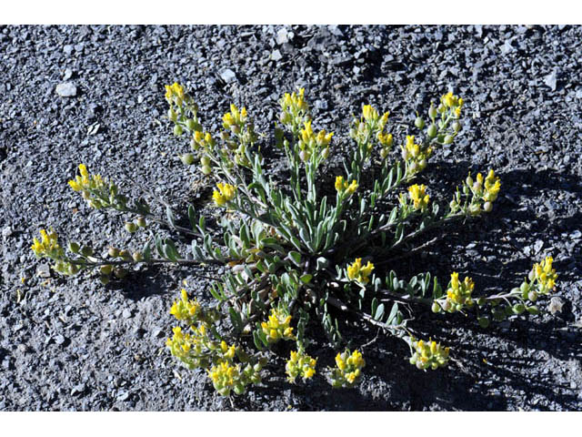 Physaria rectipes (Straight bladderpod) #63141
