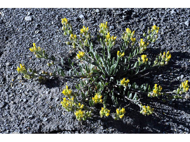 Physaria rectipes (Straight bladderpod) #63142