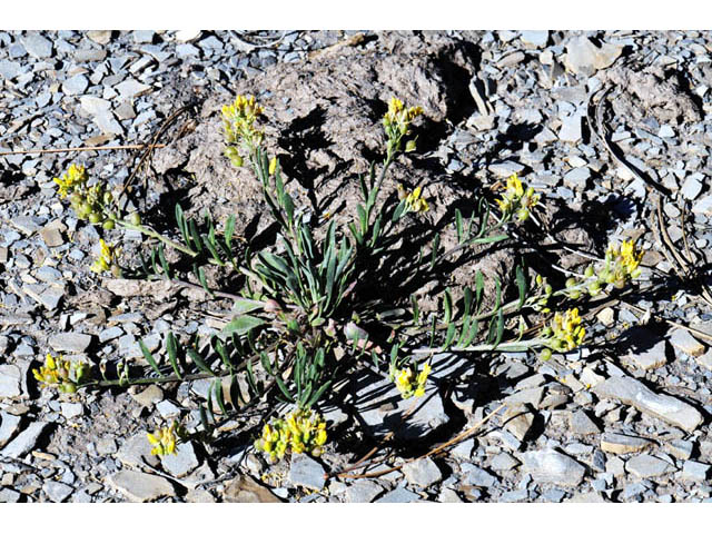Physaria rectipes (Straight bladderpod) #63143