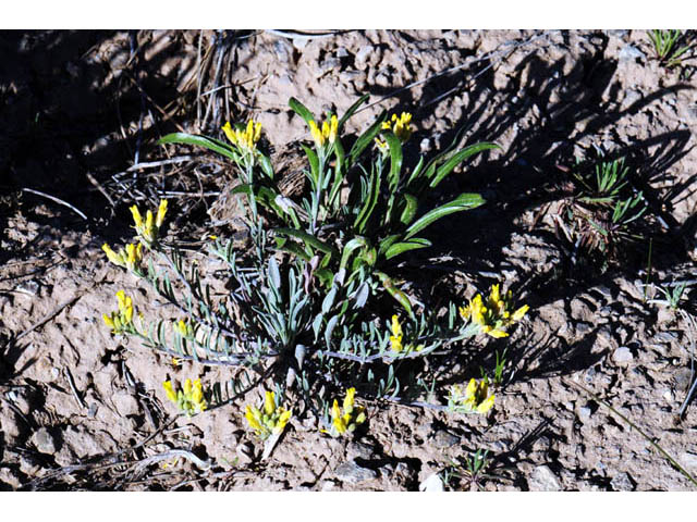 Physaria rectipes (Straight bladderpod) #63144