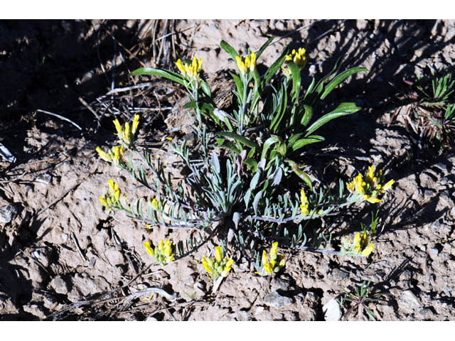 Physaria rectipes (Straight bladderpod) #63145