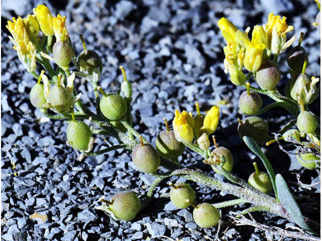 Physaria rectipes (Straight bladderpod) #63146