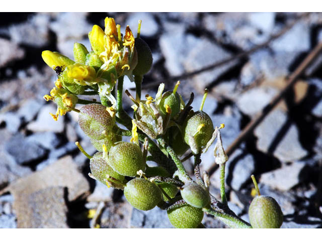 Physaria rectipes (Straight bladderpod) #63148