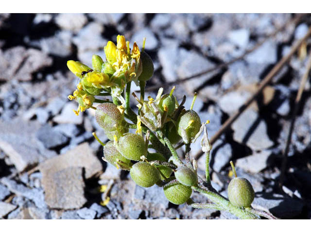 Physaria rectipes (Straight bladderpod) #63149