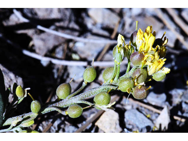 Physaria rectipes (Straight bladderpod) #63151