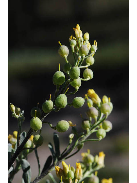 Physaria rectipes (Straight bladderpod) #63153