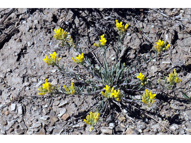 Physaria rectipes (Straight bladderpod) #63166