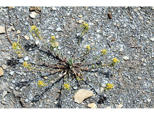 Physaria rectipes (Straight bladderpod) #63167