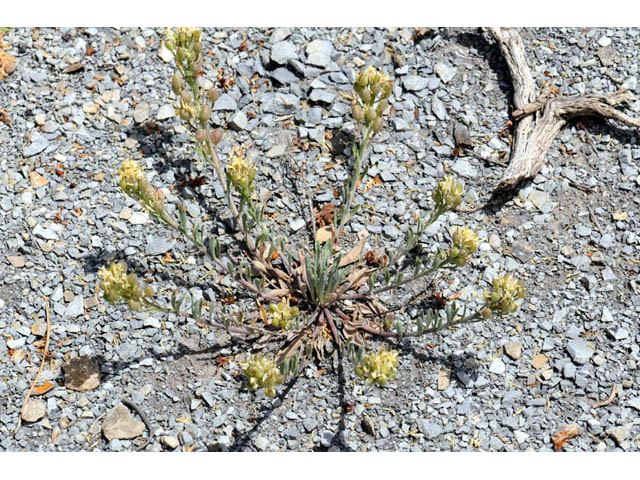 Physaria rectipes (Straight bladderpod) #63168