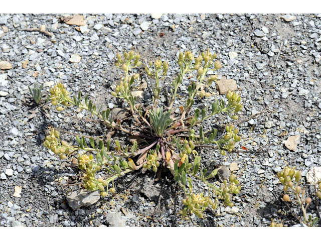 Physaria rectipes (Straight bladderpod) #63169