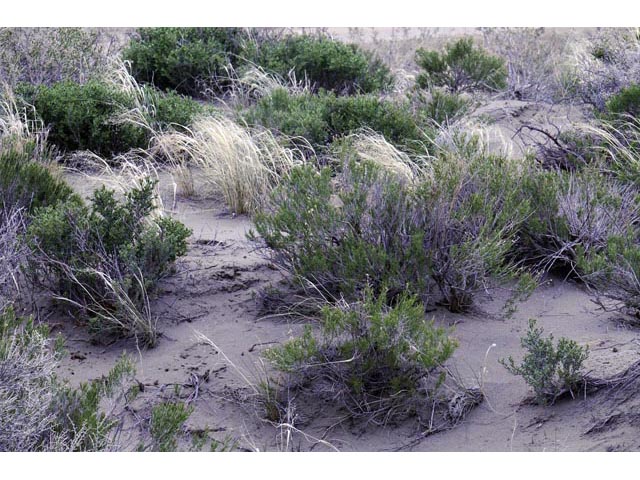 Achnatherum hymenoides (Indian ricegrass) #63194
