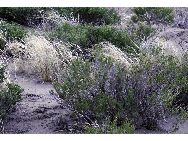 Achnatherum hymenoides (Indian ricegrass) #63195