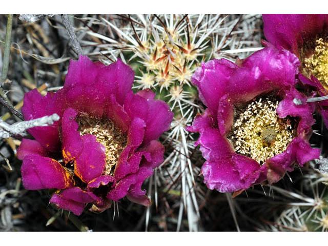 Echinocereus engelmannii (Engelmann's hedgehog cactus) #63208