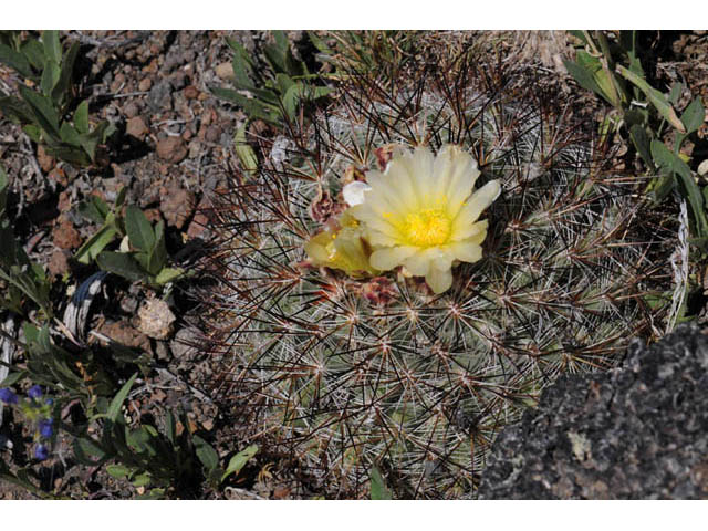 Pediocactus simpsonii (Simpson hedgehog cactus) #63210