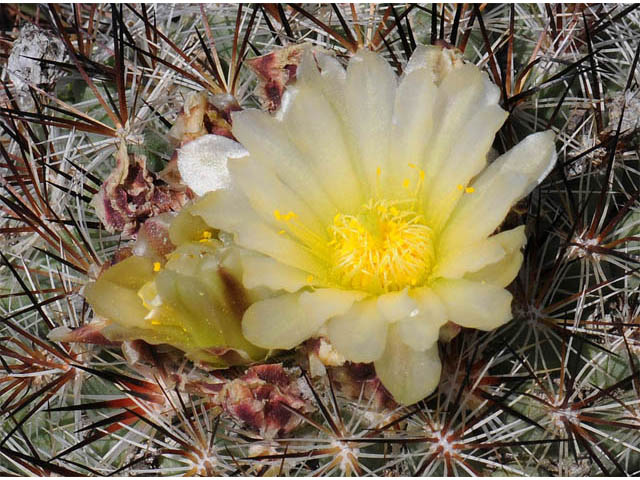 Pediocactus simpsonii (Simpson hedgehog cactus) #63211
