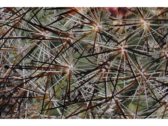 Pediocactus simpsonii (Simpson hedgehog cactus) #63212