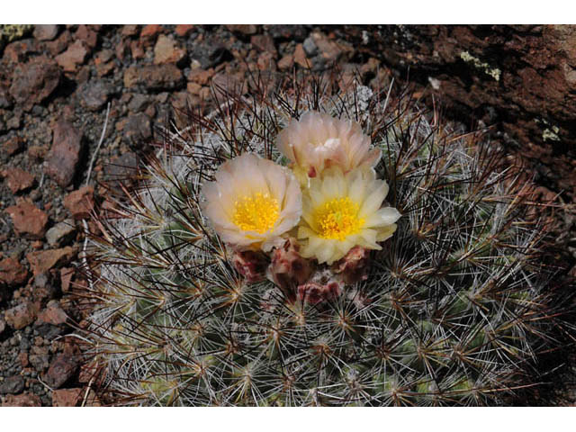 Pediocactus simpsonii (Simpson hedgehog cactus) #63213