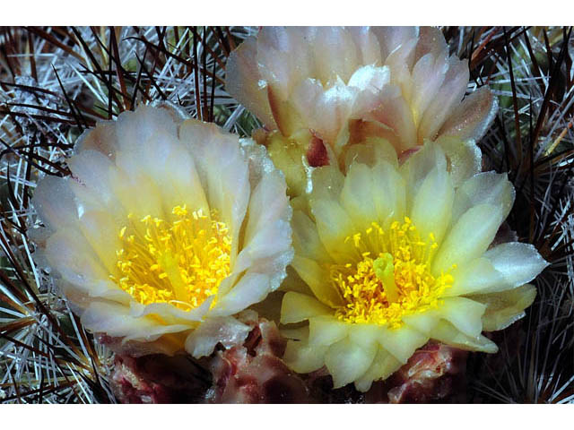 Pediocactus simpsonii (Simpson hedgehog cactus) #63214