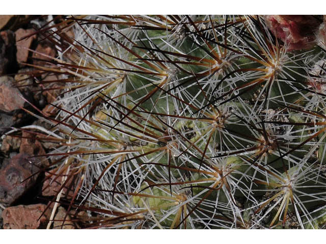 Pediocactus simpsonii (Simpson hedgehog cactus) #63215