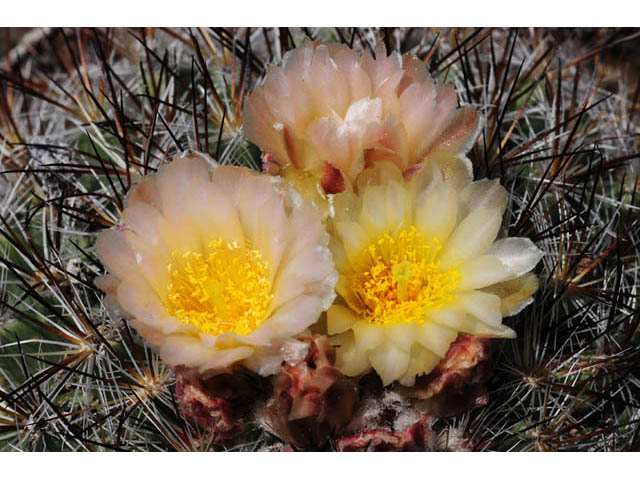 Pediocactus simpsonii (Simpson hedgehog cactus) #63216