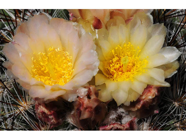 Pediocactus simpsonii (Simpson hedgehog cactus) #63217
