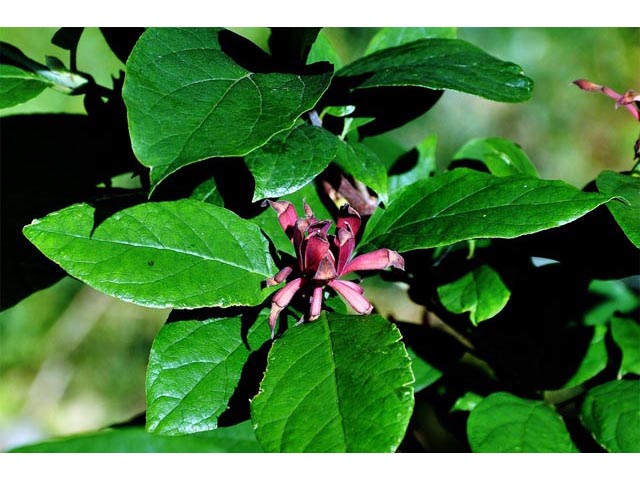 Calycanthus floridus var. glaucus (Eastern sweetshrub) #63220