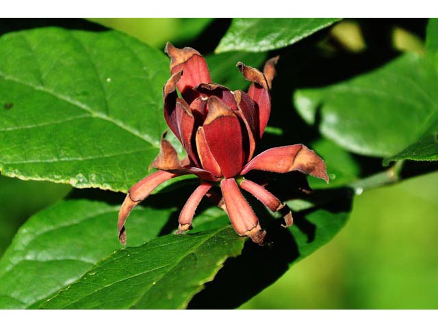 Calycanthus floridus var. glaucus (Eastern sweetshrub) #63223