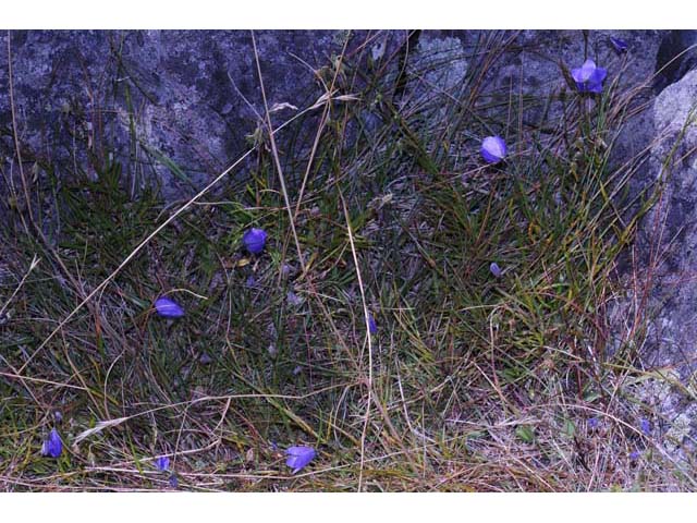 Campanula rotundifolia (Bluebell bellflower) #63224