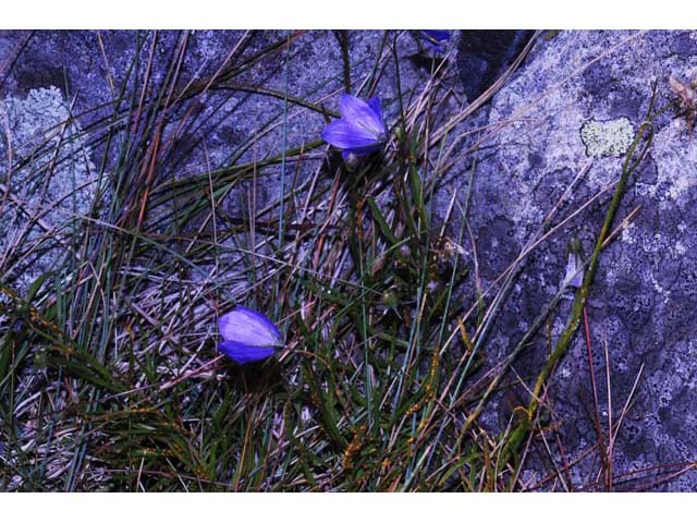 Campanula rotundifolia (Bluebell bellflower) #63225