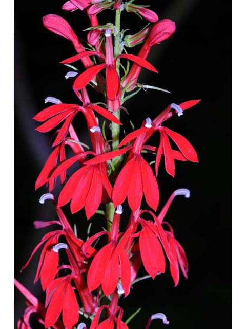 Lobelia cardinalis (Cardinal flower) #63227