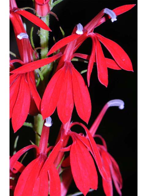Lobelia cardinalis (Cardinal flower) #63228