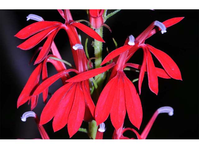 Lobelia cardinalis (Cardinal flower) #63229