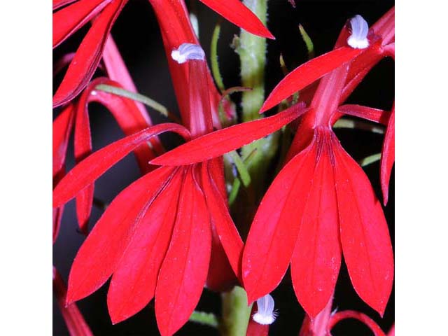 Lobelia cardinalis (Cardinal flower) #63230
