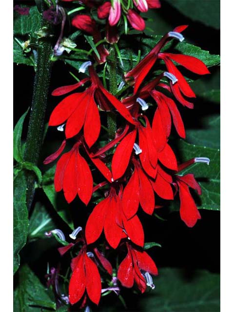 Lobelia cardinalis (Cardinal flower) #63231