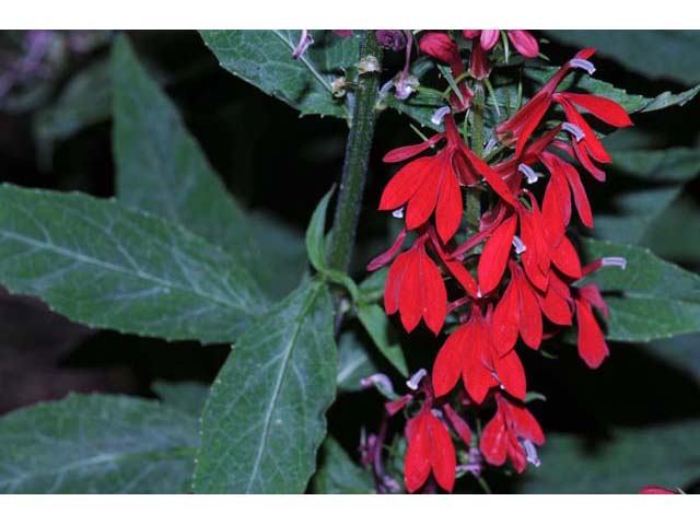 Lobelia cardinalis (Cardinal flower) #63232