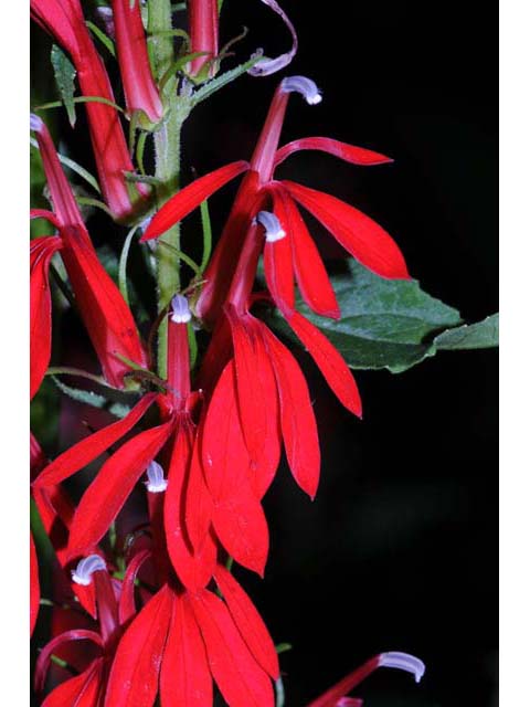 Lobelia cardinalis (Cardinal flower) #63233