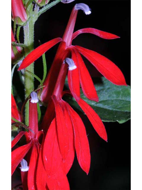 Lobelia cardinalis (Cardinal flower) #63234