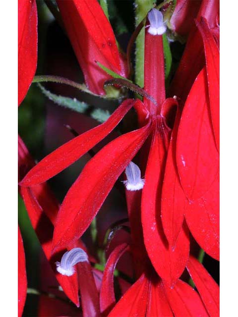 Lobelia cardinalis (Cardinal flower) #63235
