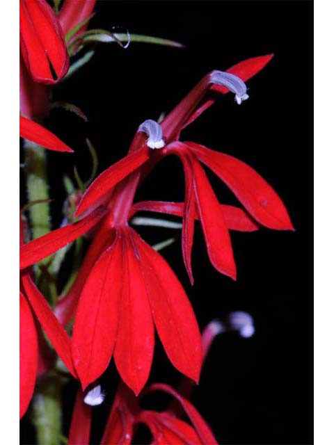 Lobelia cardinalis (Cardinal flower) #63237
