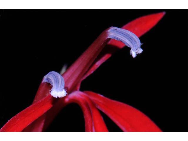 Lobelia cardinalis (Cardinal flower) #63238