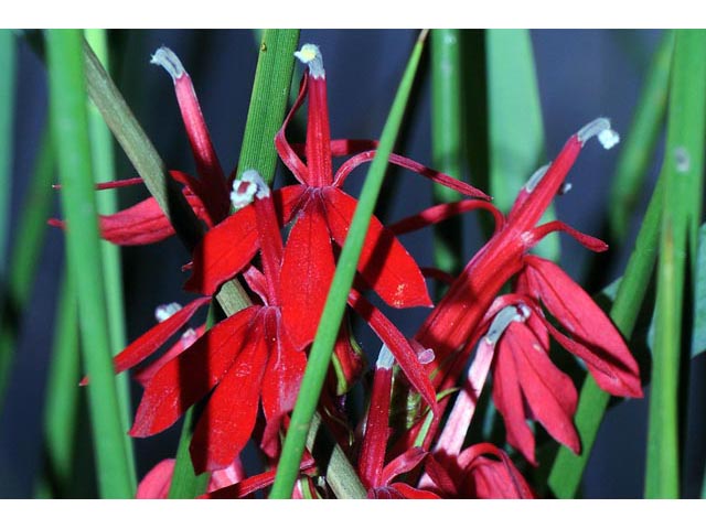Lobelia cardinalis (Cardinal flower) #63240
