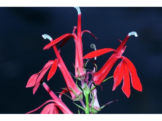 Lobelia cardinalis (Cardinal flower) #63242
