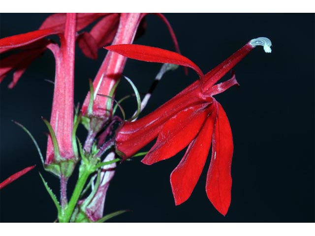 Lobelia cardinalis (Cardinal flower) #63243