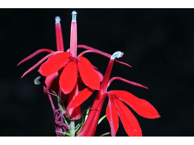Lobelia cardinalis (Cardinal flower) #63244