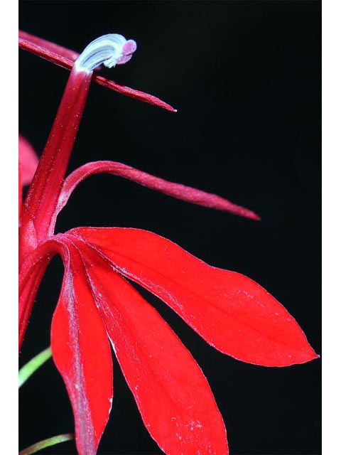 Lobelia cardinalis (Cardinal flower) #63245