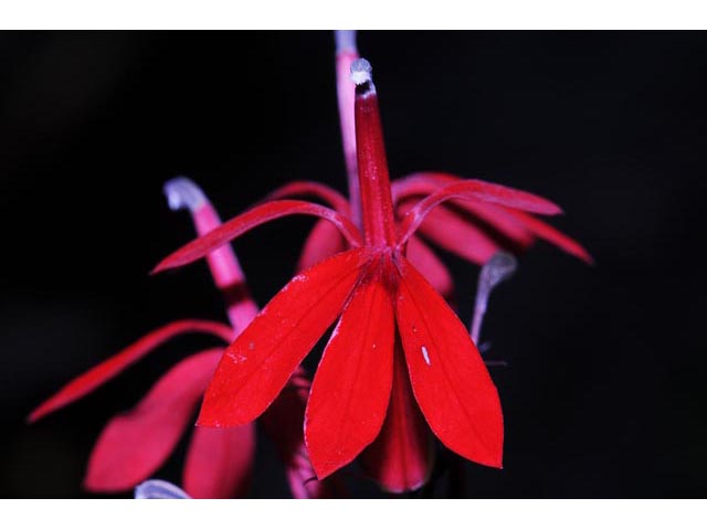 Lobelia cardinalis (Cardinal flower) #63246