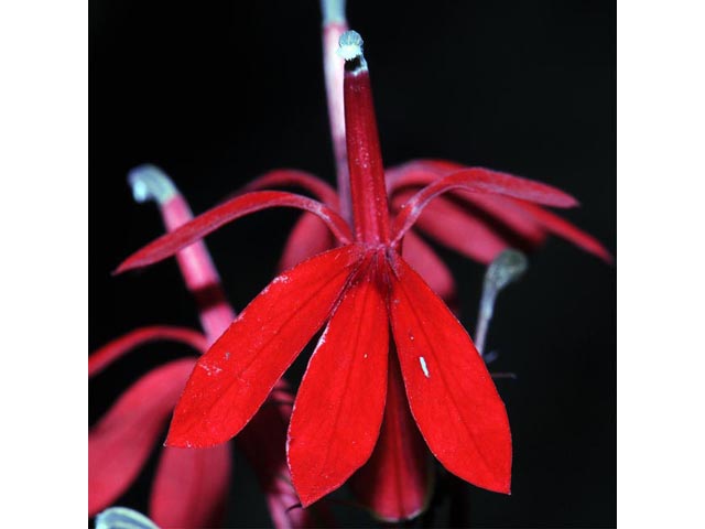 Lobelia cardinalis (Cardinal flower) #63247